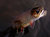 Thumb_1206928832_photos_58549_large